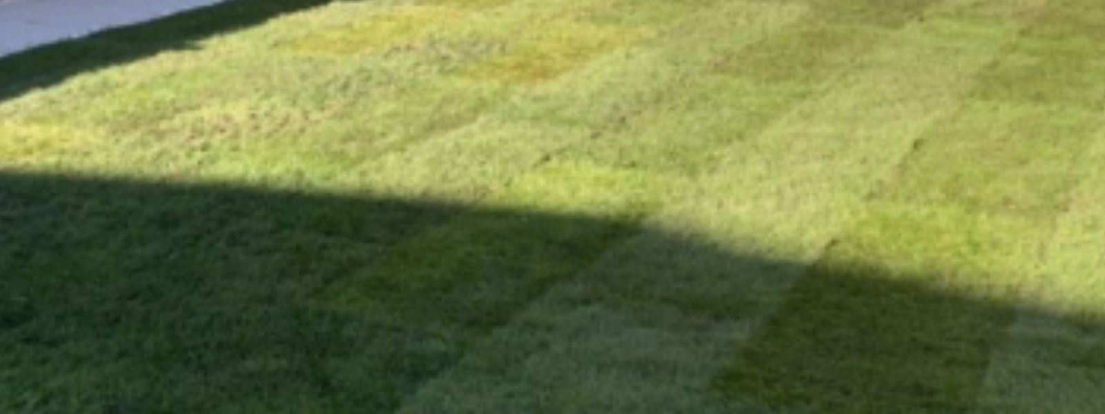 Natural Grass